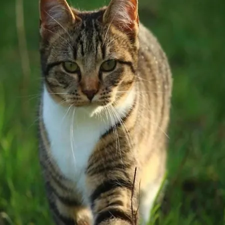 Ferienhaus With Balcony Near The Luxembourg's Border *