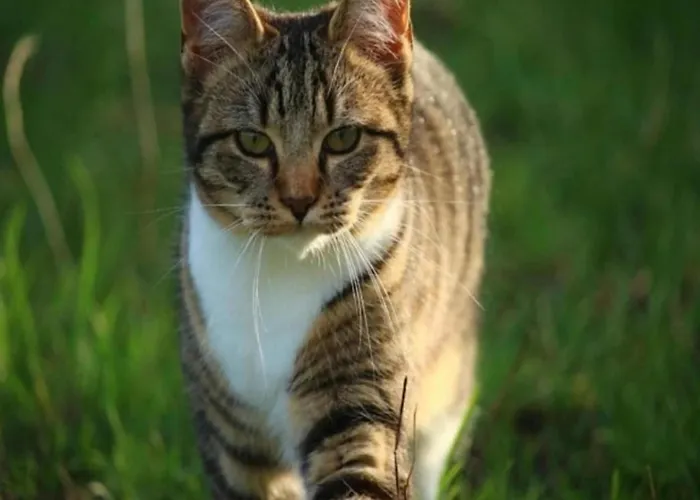 펜션 With Balcony Near The Luxembourg's Border *